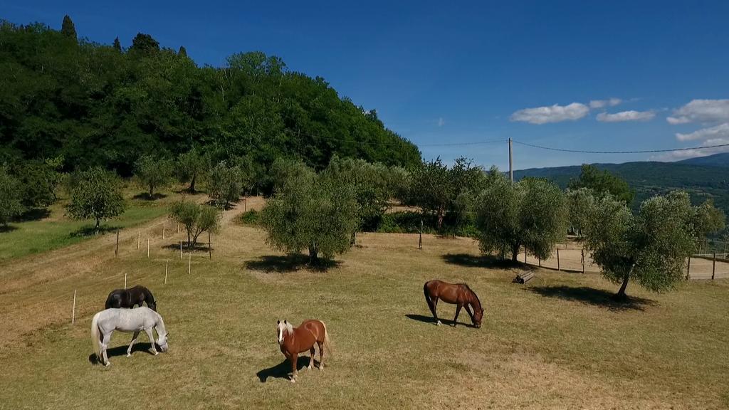 Villa Podere Il Poggiolo à Rufina Extérieur photo